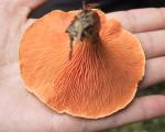 img_3656pus.jpg
