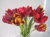 img_4674su.jpg