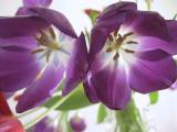 img_4677su.jpg
