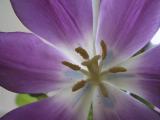 img_4679su.jpg