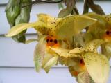 img_6297mu.jpg
