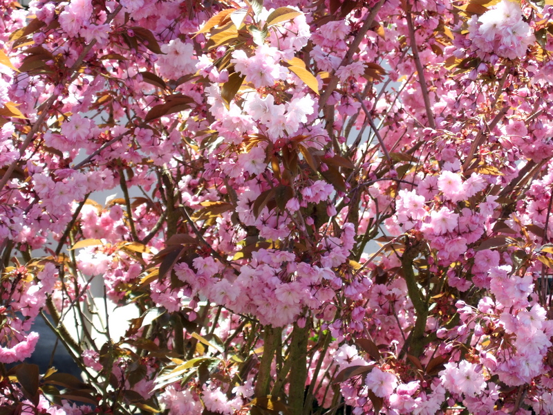 dscf0882