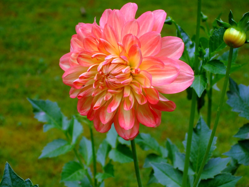 dscf2399
