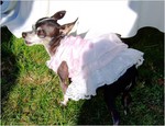dscf2704prtxdoj