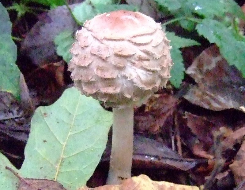 dscf3042p