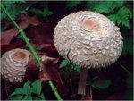 dscf3044