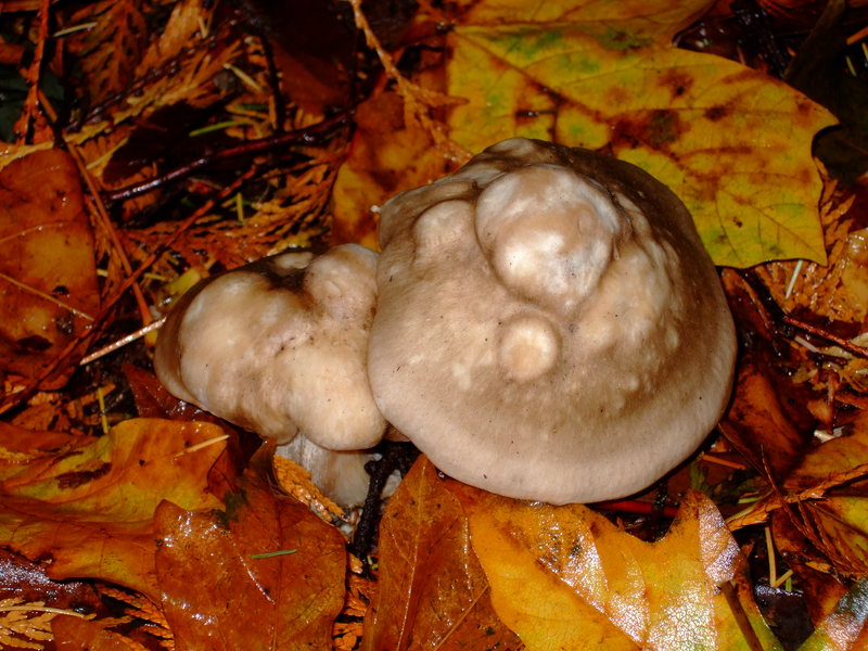dscf3225