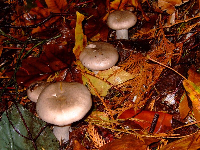 dscf3229