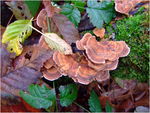 dscf3919