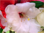 dscf5630