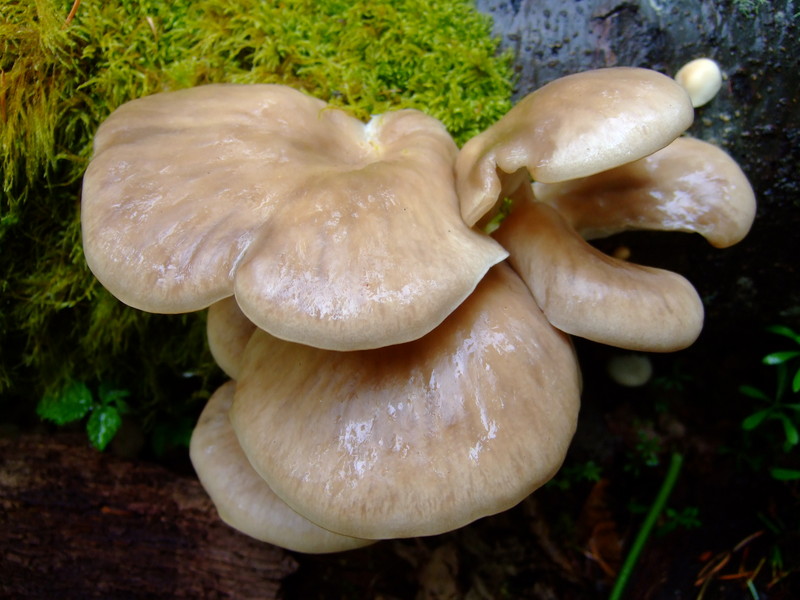 dscf6163