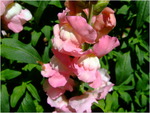 dscf6237