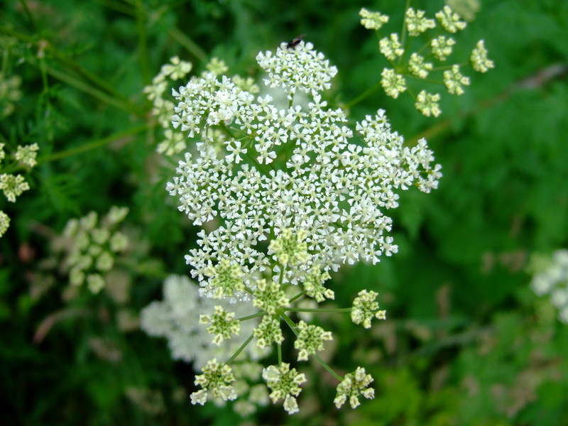 dscf6556