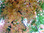 dscf6967l