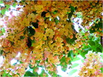 dscf6970l