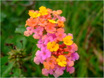 dscf7038