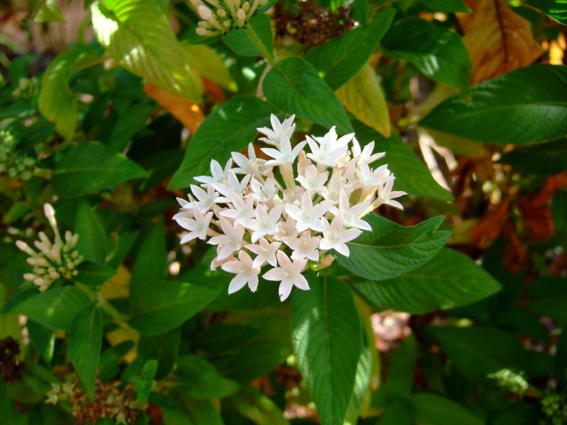 dscf7117