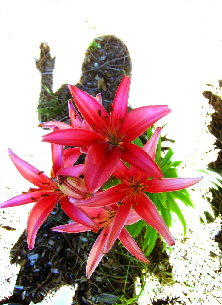 dscf7284pl