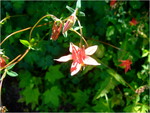 dscf7335