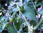 dscf7938l