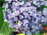 dscf8115l