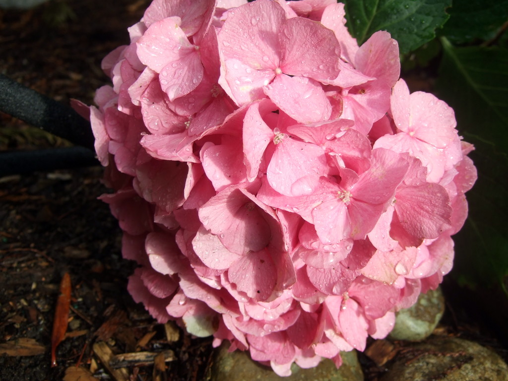 dscf8117