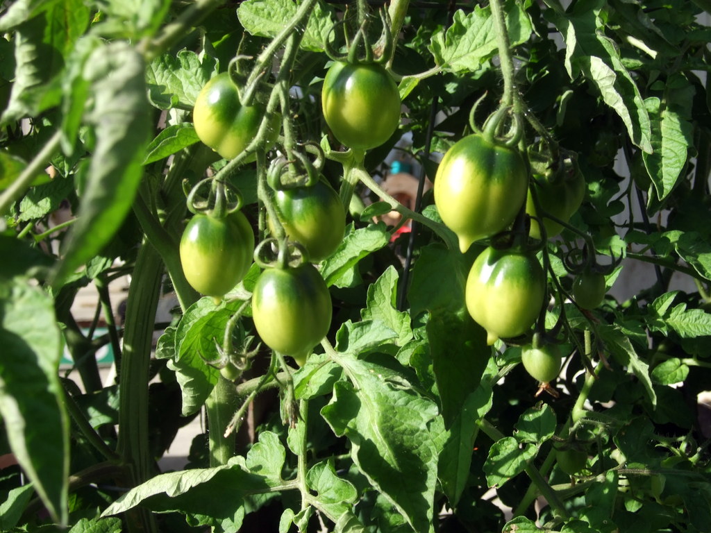 dscf8311
