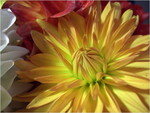 dscf8676