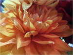dscf8684