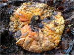 p1000212