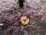 p1000215