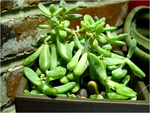 p1000293