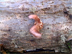p1000597