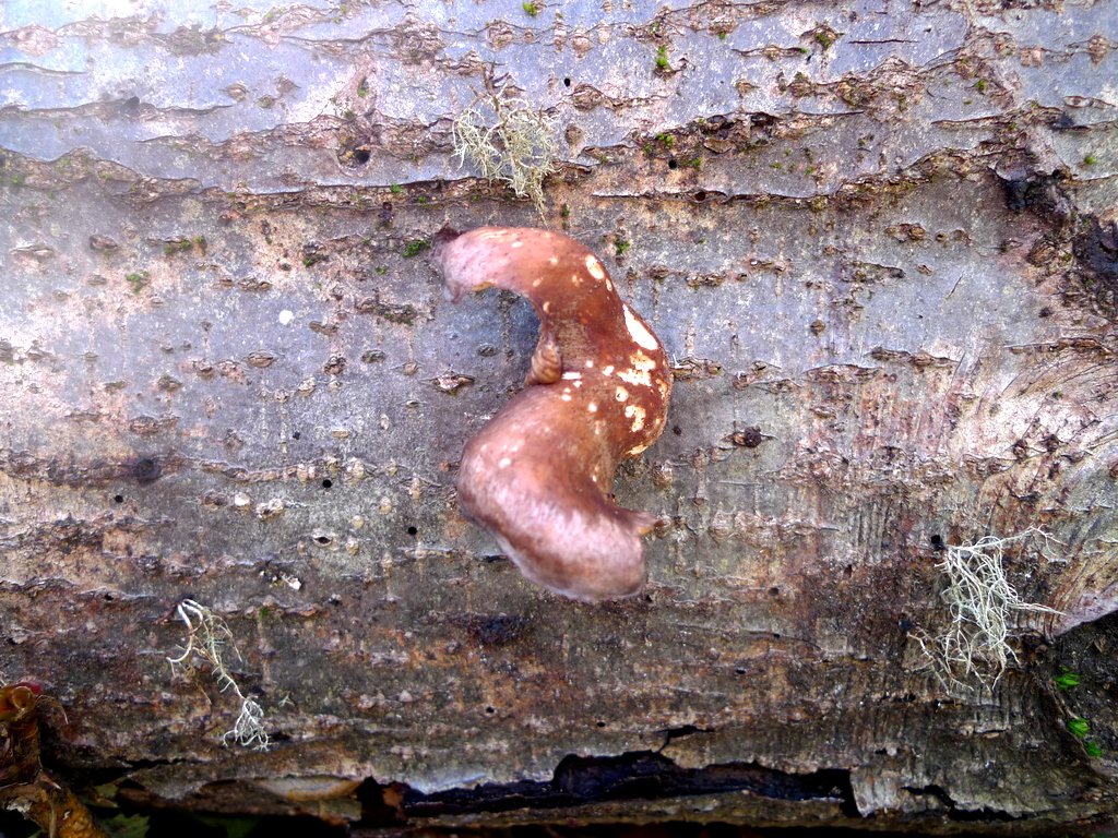 p1000597
