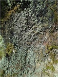 p1000807u