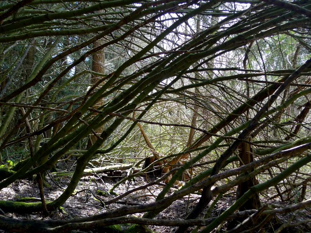 p1010039l