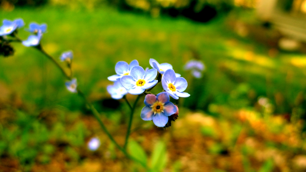 p1010293l