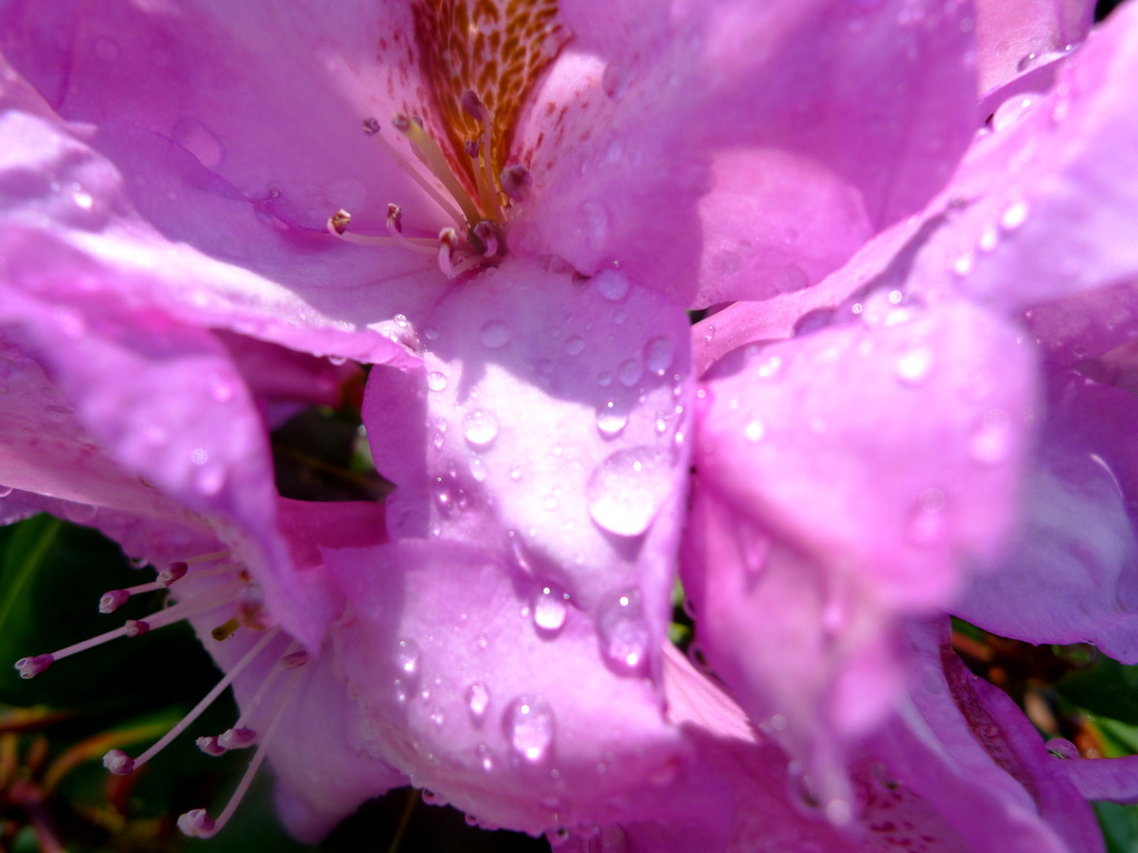 p1010446
