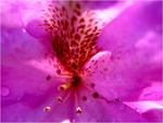 p1010448