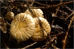 p1010469