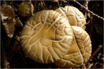 p1010470
