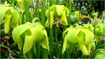 p1010569