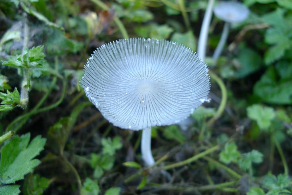 p1020279l
