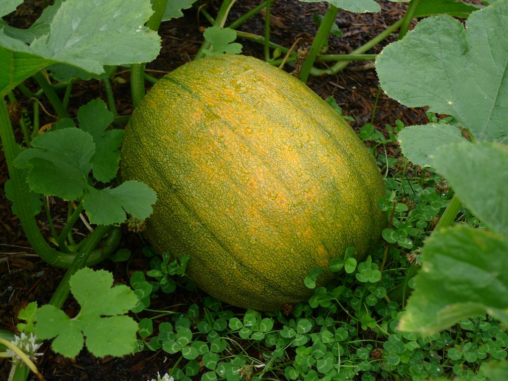 00051