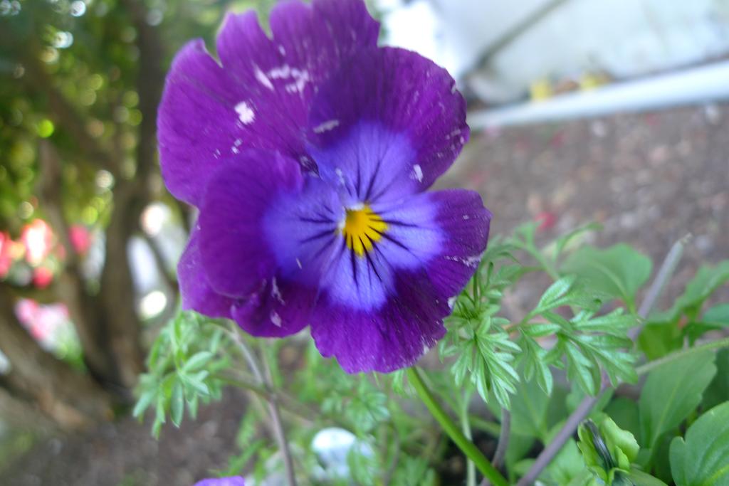 p1040015