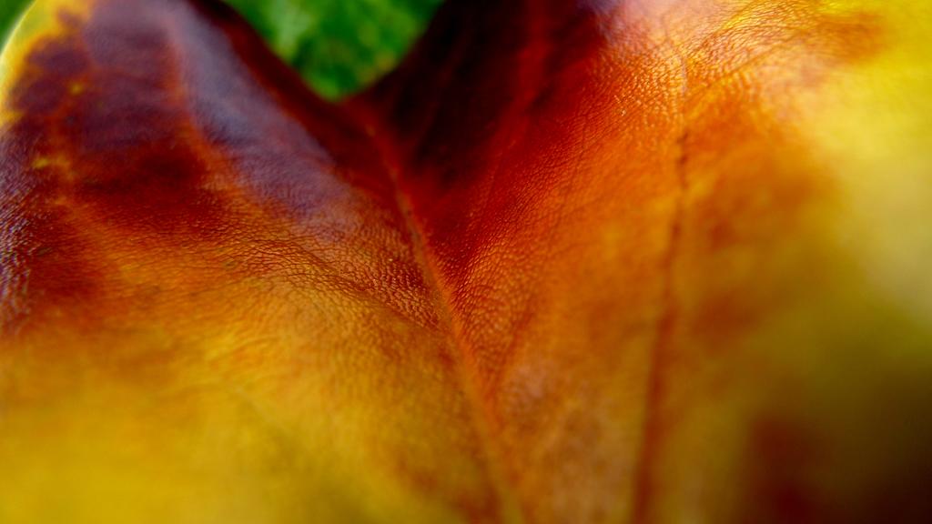 p1040604l