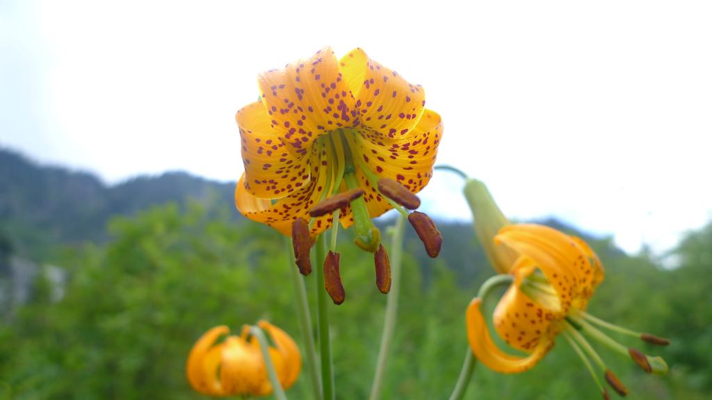 p1050006