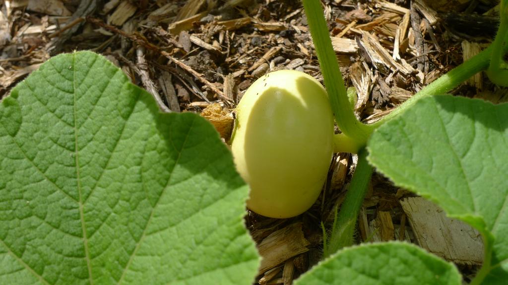 p1050446