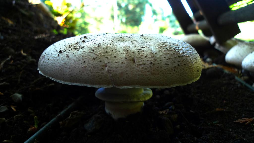 p1050568l