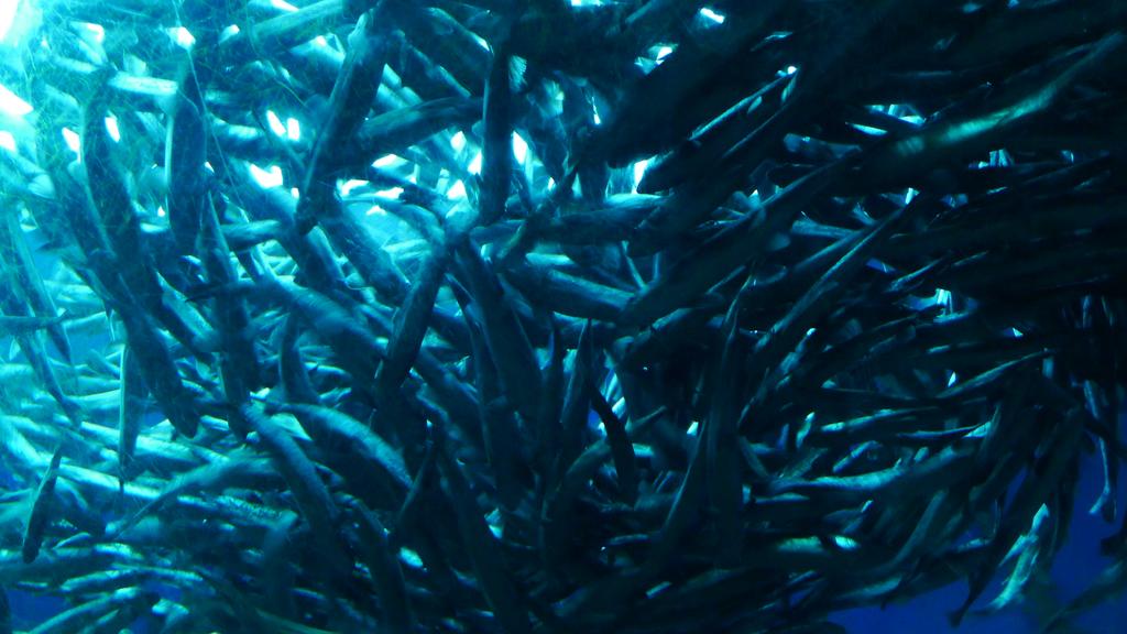 p1060219